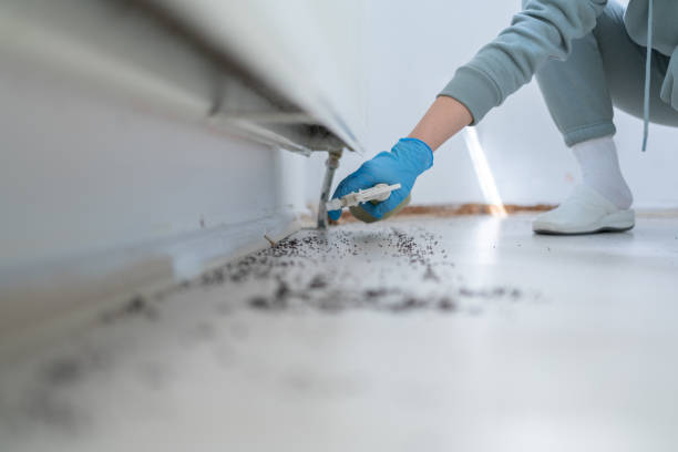 Best Ant Control Services  in Jurupa Valley, CA